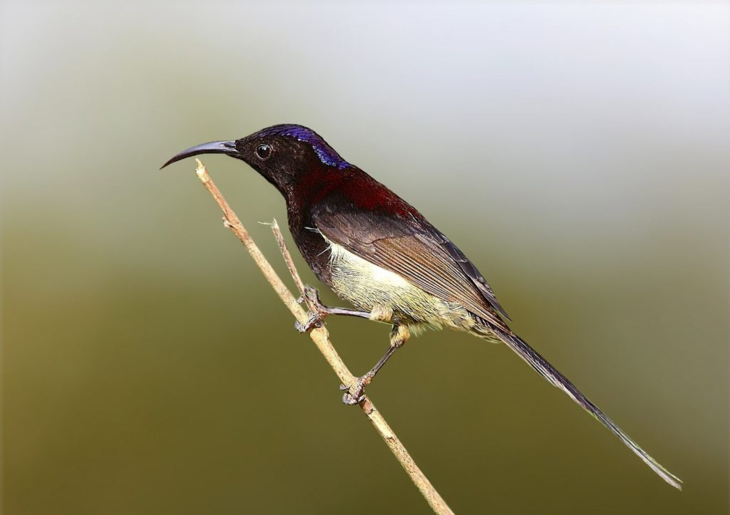 Black-throated sunbird
