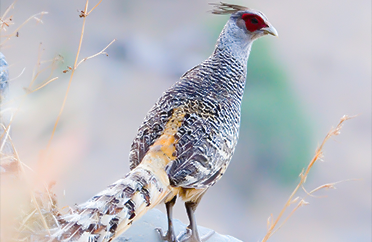 Bird Watching in Pangot, India