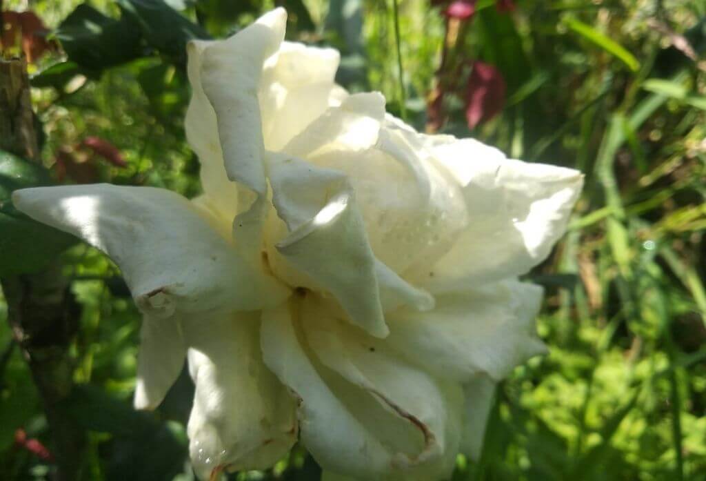 White Rose Flower Jungle Lore Birding Lodge Pangot